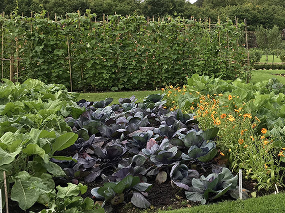 Prácticas agrícolas tradicionales que se pueden aplicar en el huerto familiar